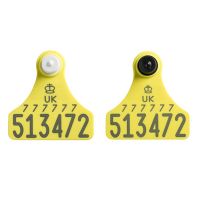 Ultra Junior TST Primary and Ultra Junior Secondary Yellow